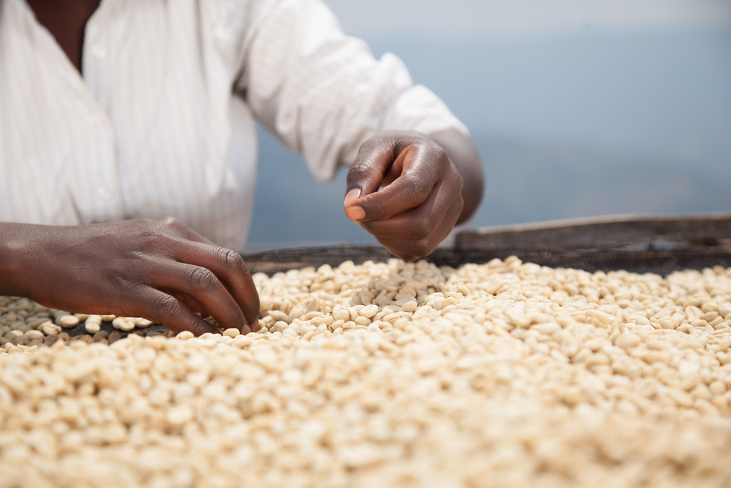 coffee_sorting